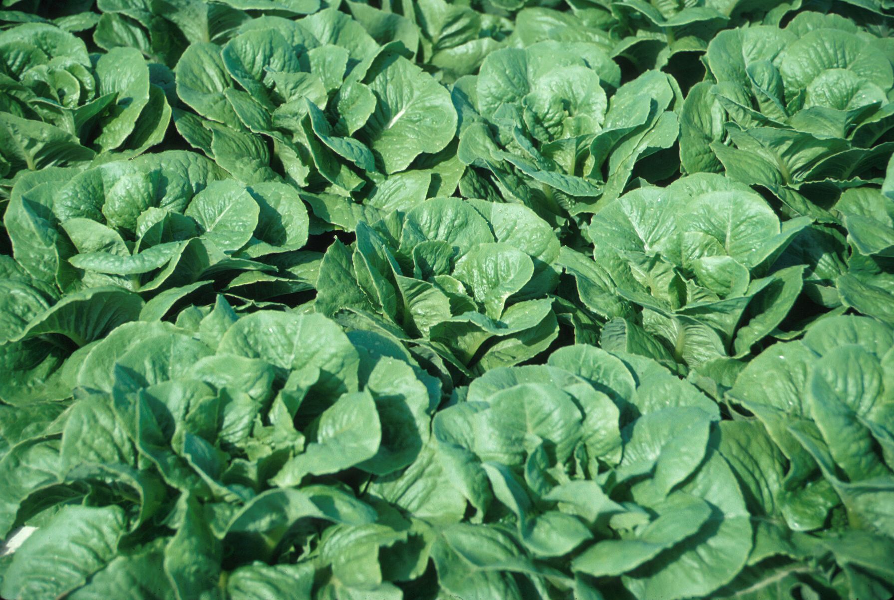 CAS lettuce production